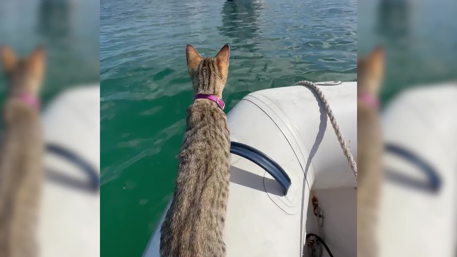 Tora The Explorer Is An ‘Adventure Kitten’ Who Loves To Swim