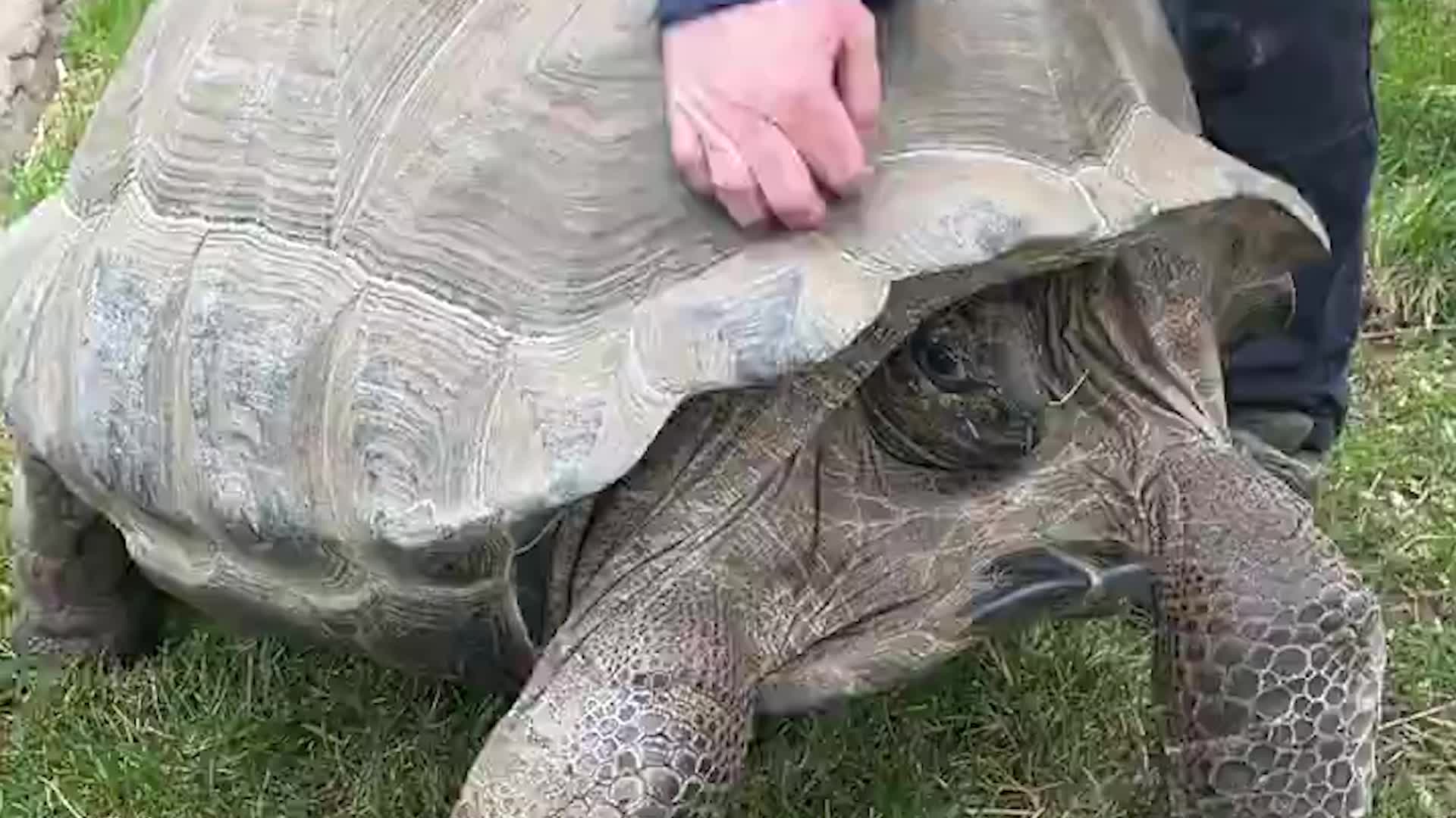 Tortoise Enjoys A Good Shell Scratch