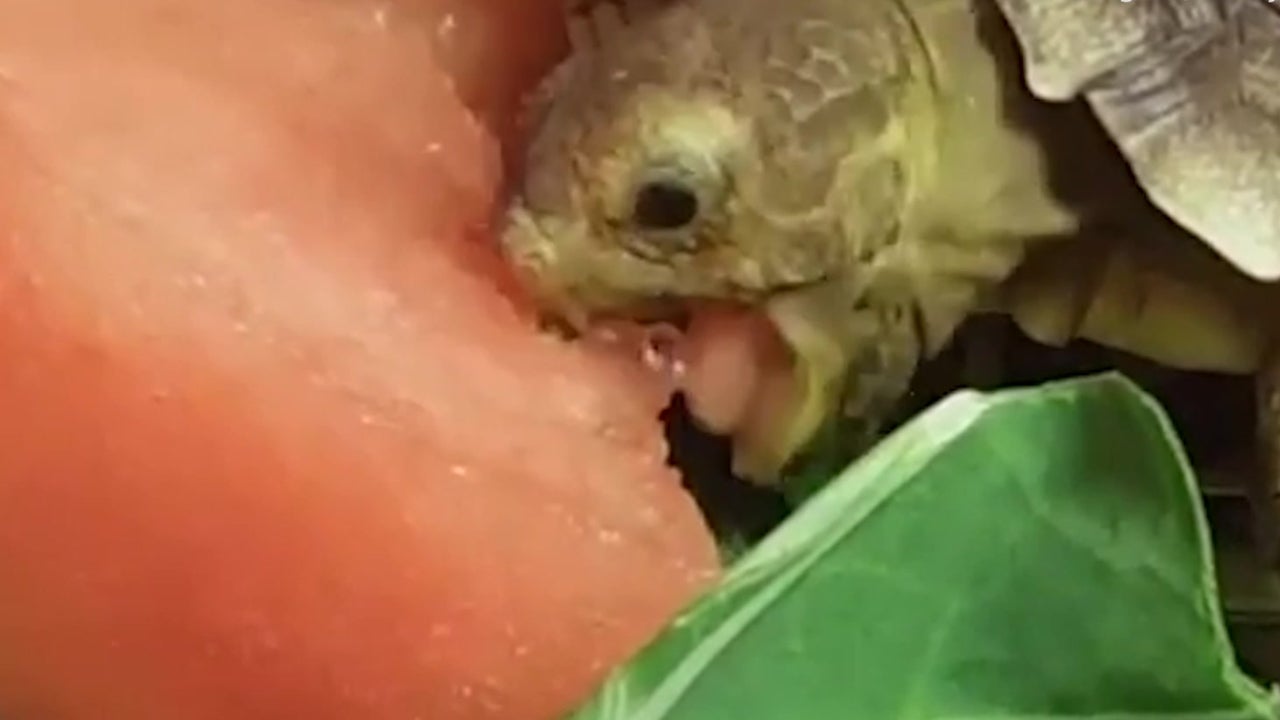 Tortoise Gobbles Up Watermelon