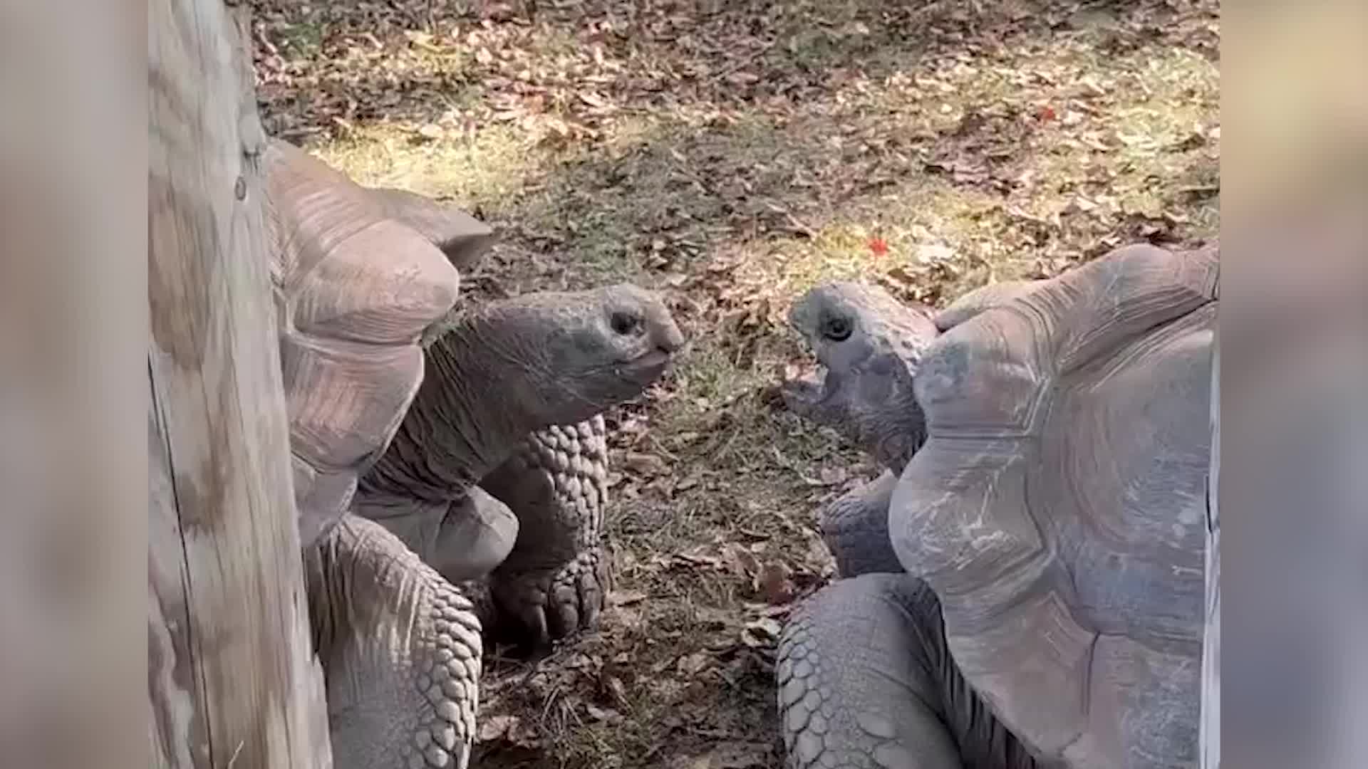 Tortoises At Indiana Zoo Prove That All Siblings Fight