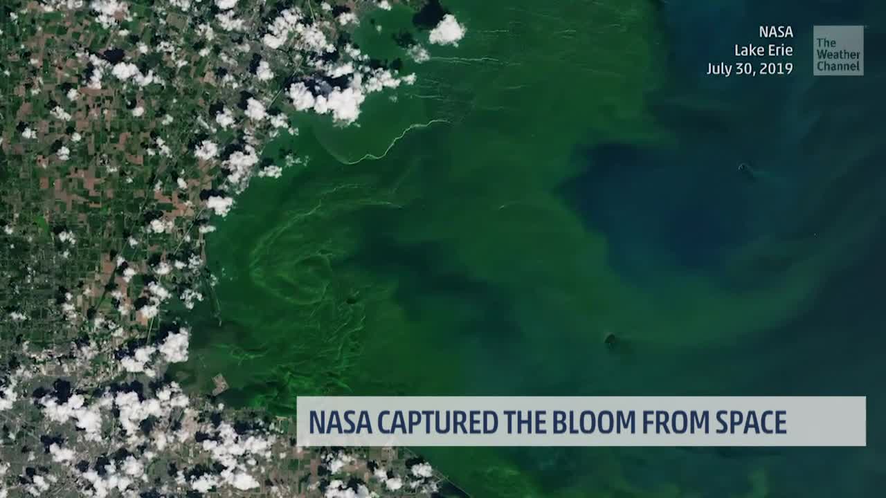Toxic Algae Bloom Can Be Seen From Space