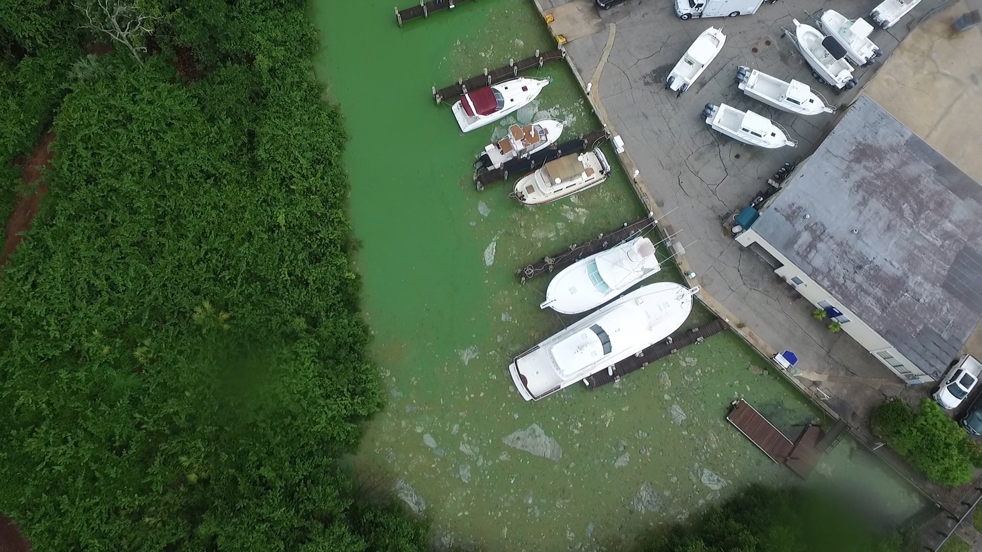 Toxic Algae Bloom Possible at Florida's Lake Okeechobee