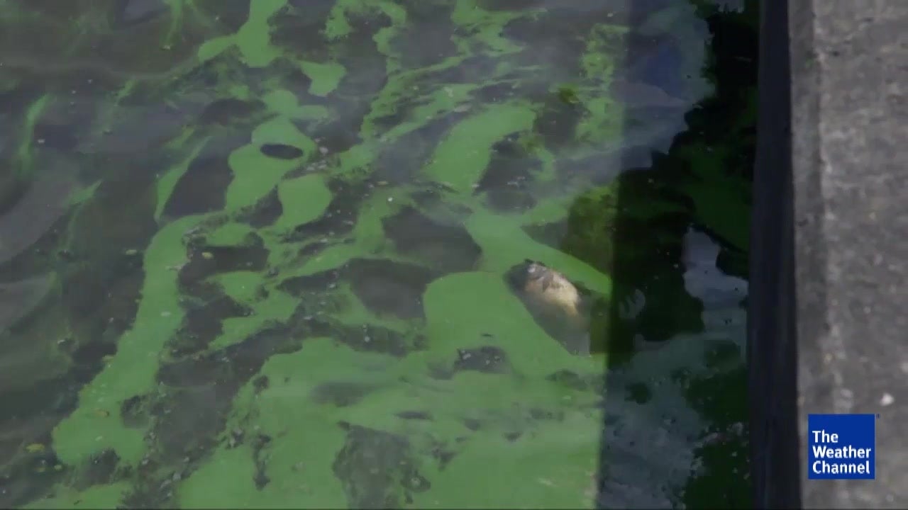 Toxic Algae Blooms Linked to Fatal Disease