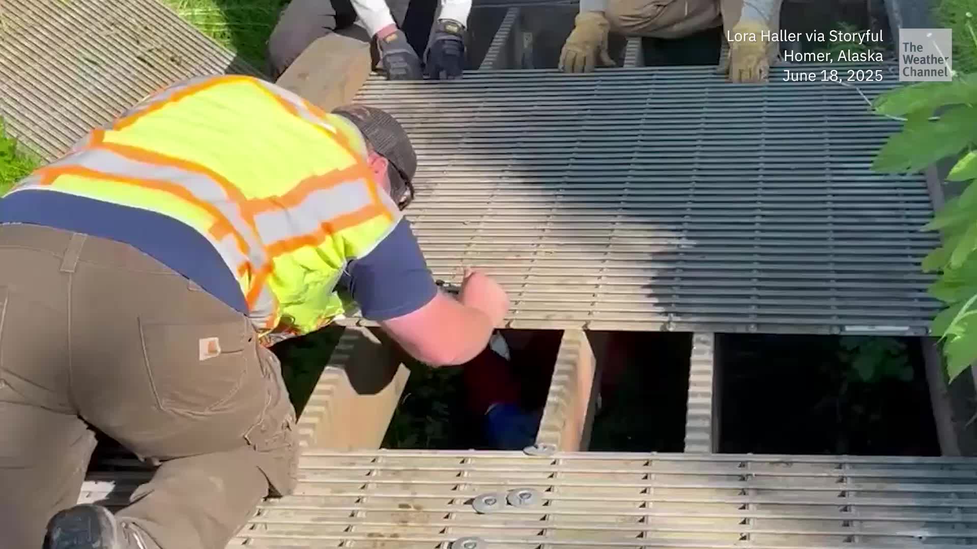 Trapped Baby Moose Reunites With Mother After Rescue