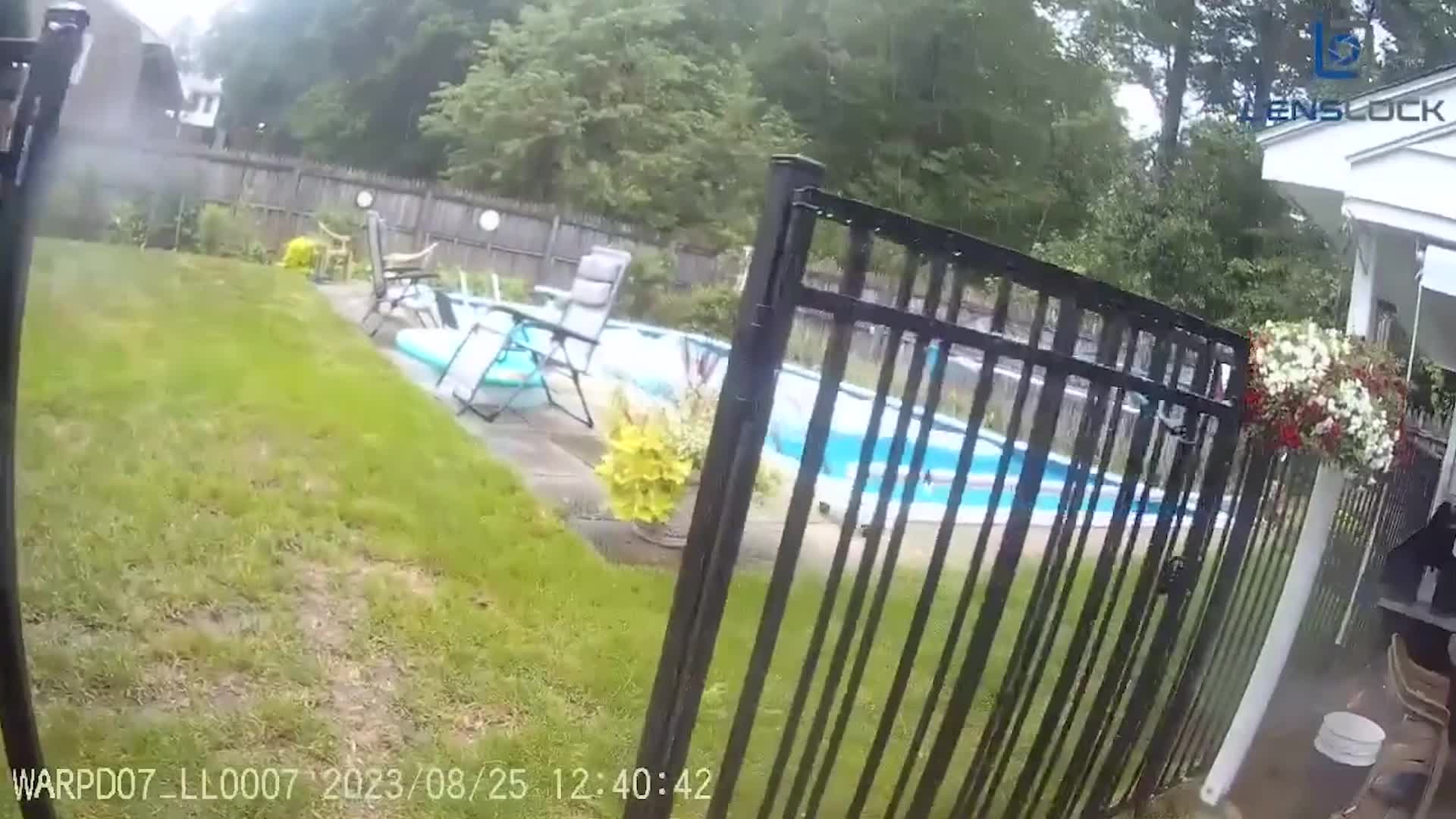 Trapped Deer Escapes Pool, Watch The Rescue