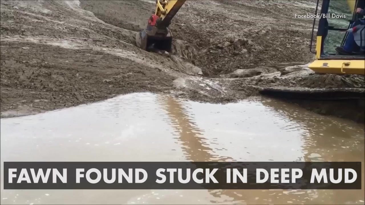 Trapped Fawn Rescued From Deep Mud
