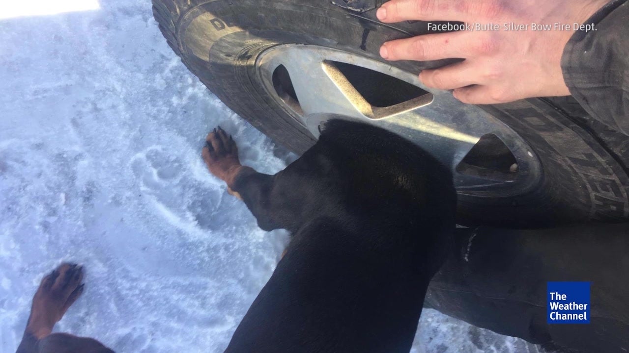Trapped Puppy Freed From Wheel