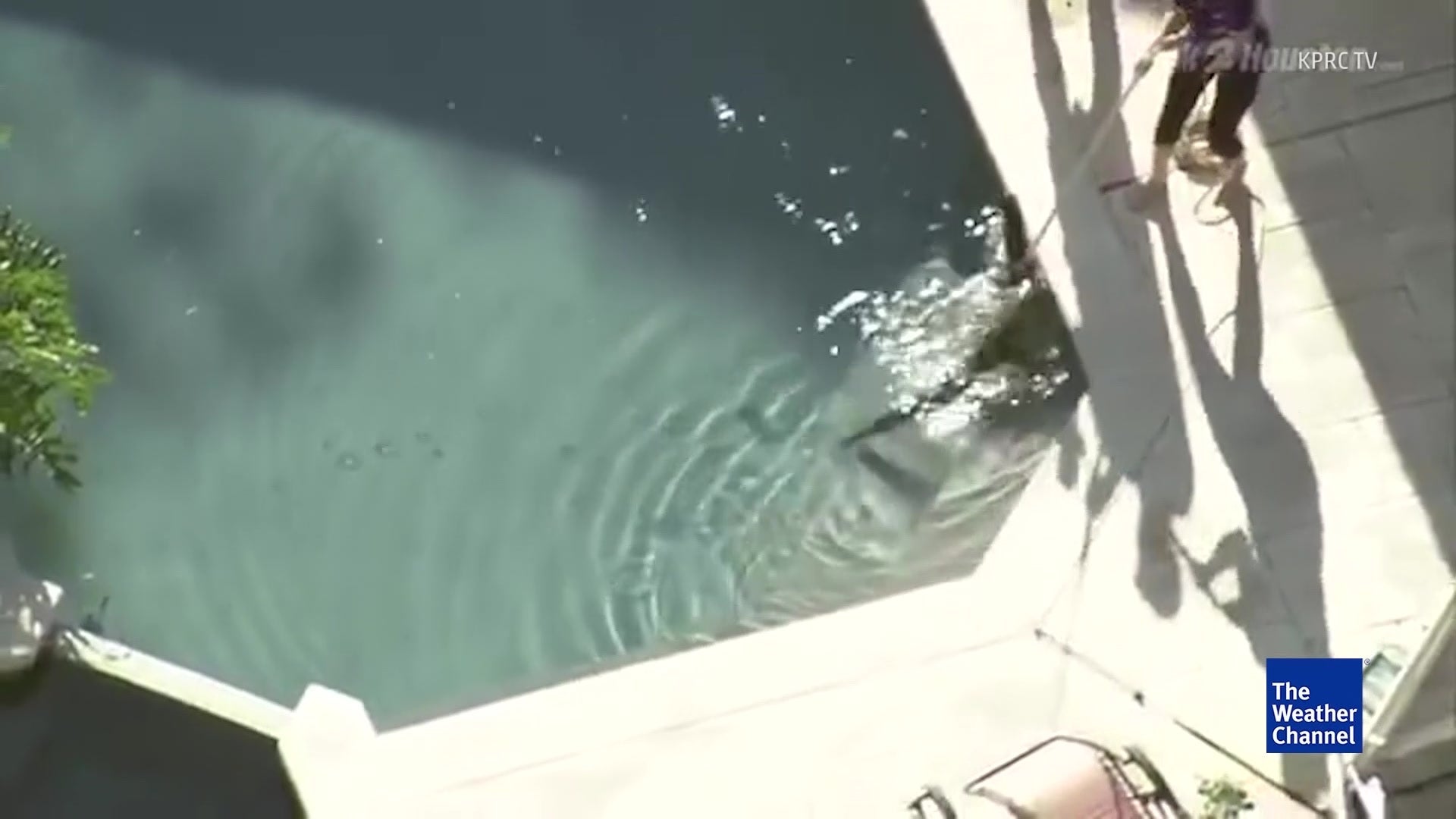 Trapper Ends Gator’s Pool Vacation