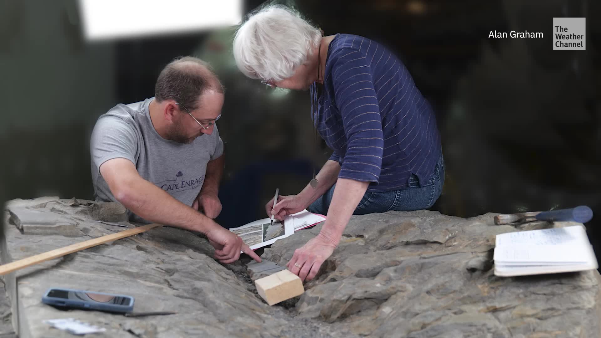 Tree Fossil Still Has Leaves From 350 Million Years Ago