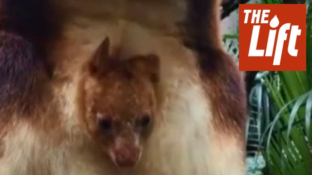 Tree Kangaroo at Perth Zoo