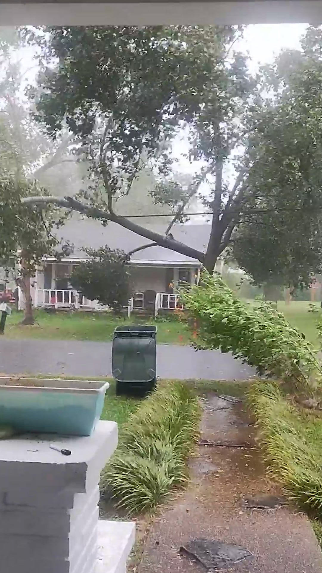 Storms split open trees