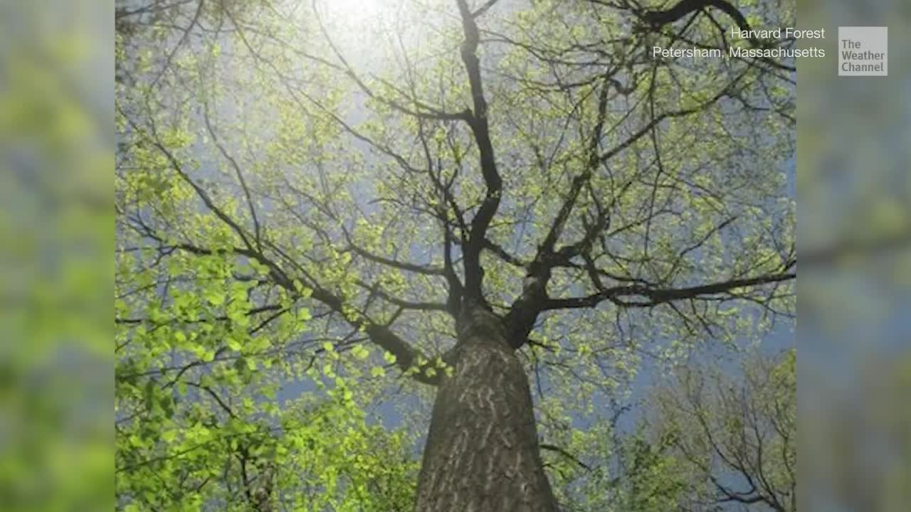 Trees Are Being Put on Twitter: Here's Why
