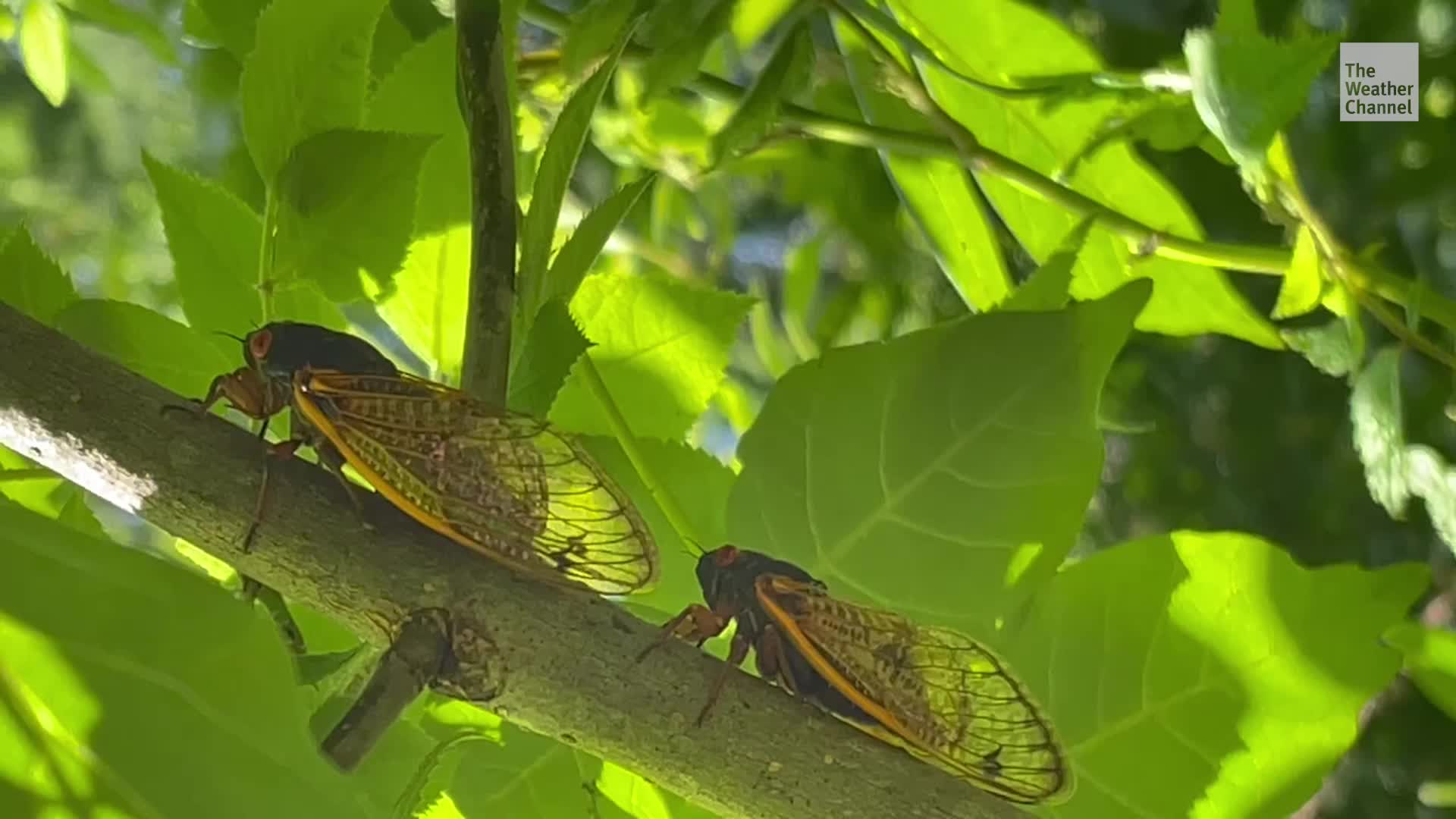 Trillions Of Cicadas Are About To Emerge