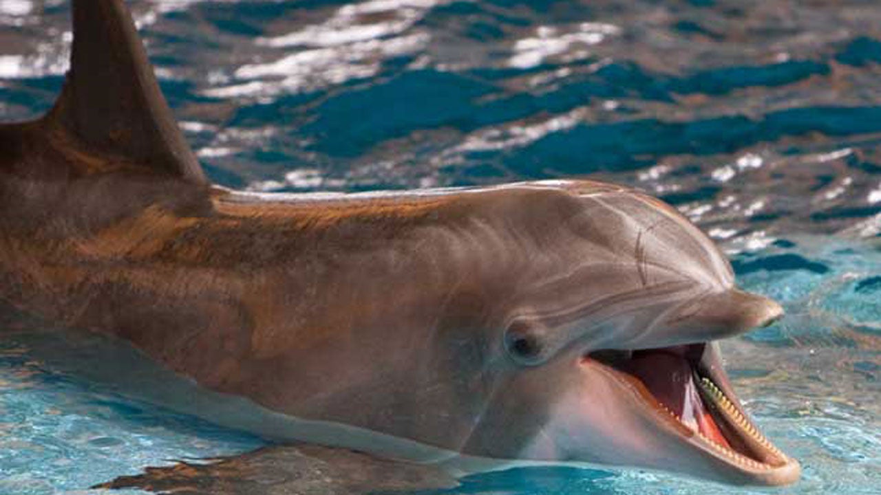 Trump Admin. Allows Seismic Tests That Could Harm Marine Life