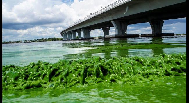 Trump Signs Bill to Help with Florida's Toxic Algae