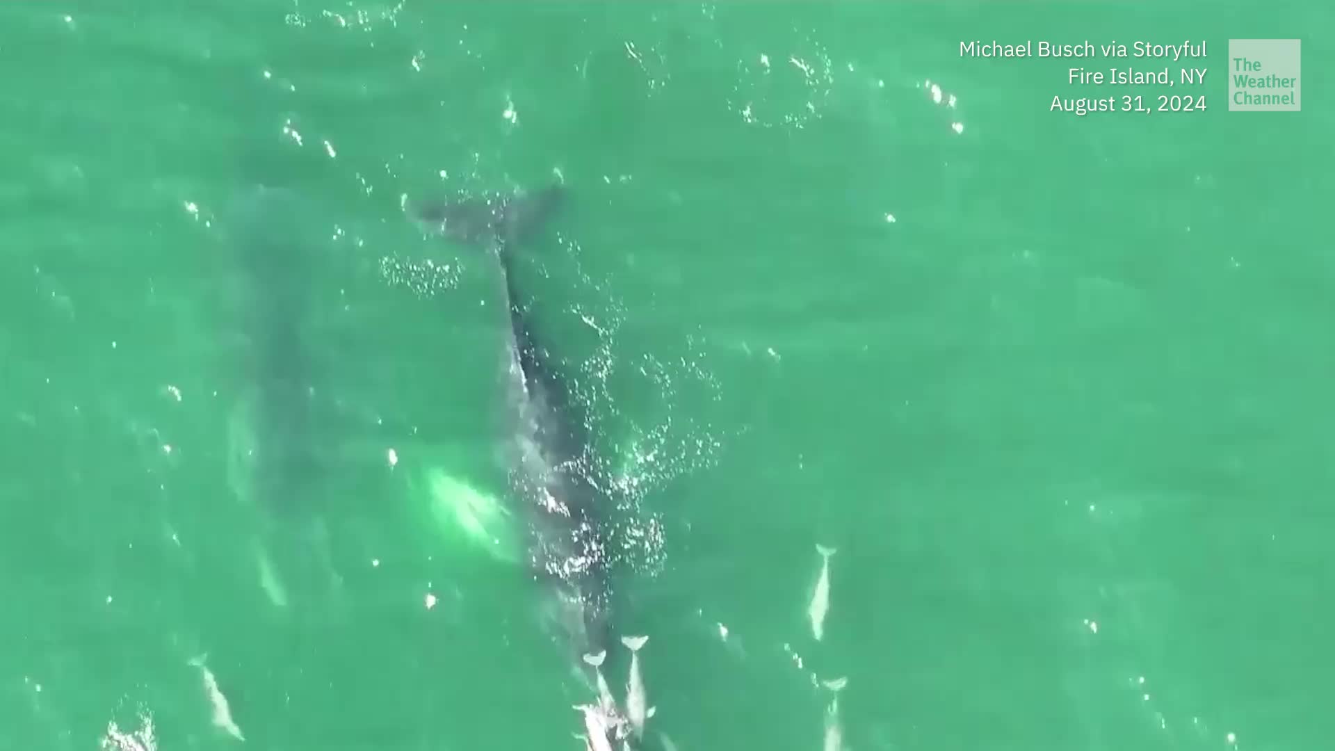 Tuna, Dolphins And Humpback Whales Share A Swim And A Meal