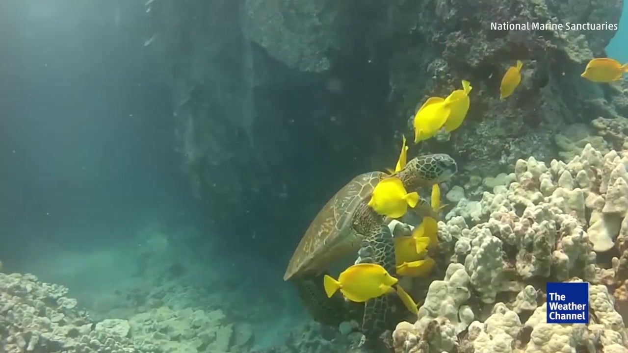 Turtle Cleaned by Fish in Marine Sanctuary
