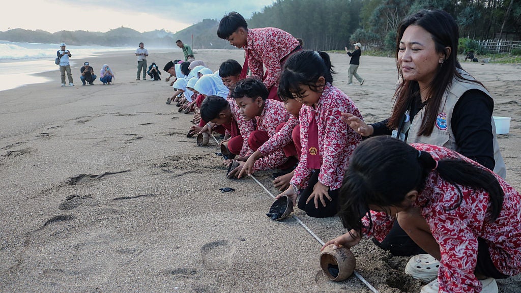 turtles being released back to the oceean