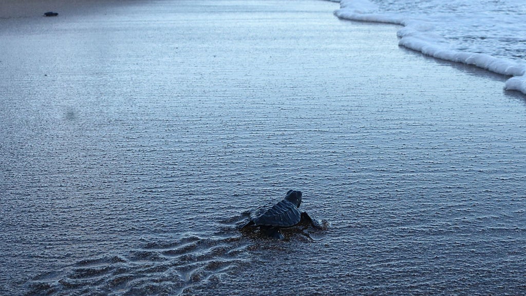 turtles being released back to the oceean