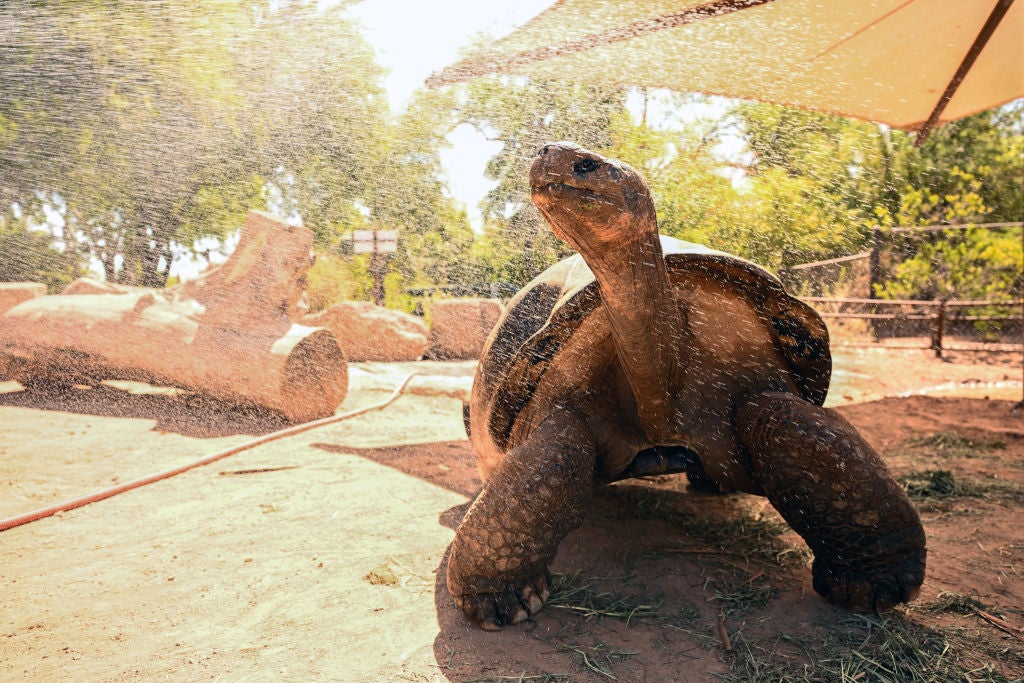 Galapagos Tortoise is sprayed with water as staff at the Phoenix Zoo take extra measures to keep animals and guests cool during a record heat wave i