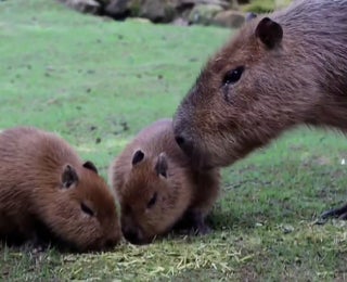 Twin Capybaras Come As Welcome Surprise At UK Zoo