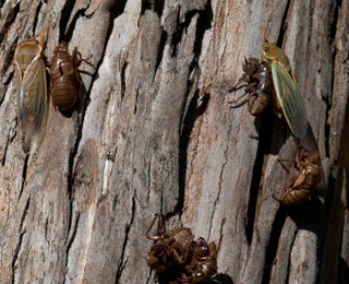 Two Cicada Broods Unite For First Time In 221 Years