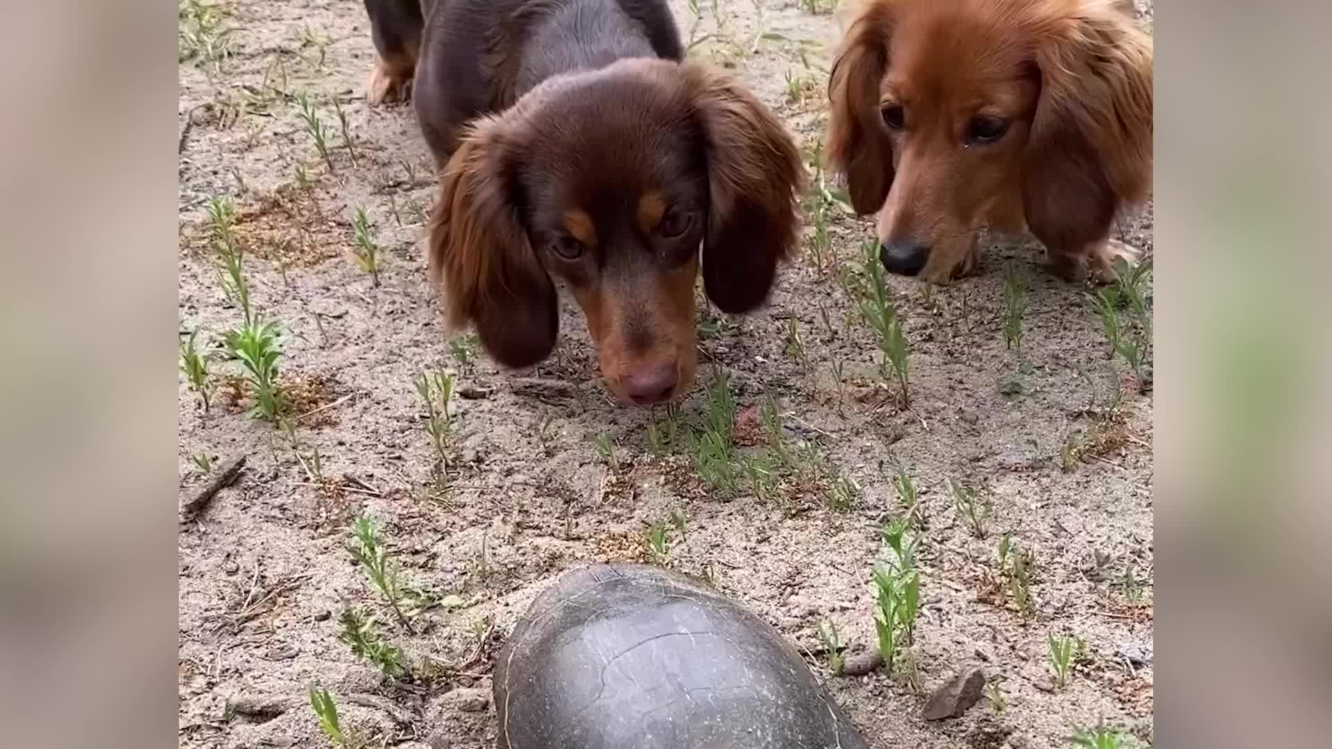 Two Dachshunds Investigate Turtle Friend