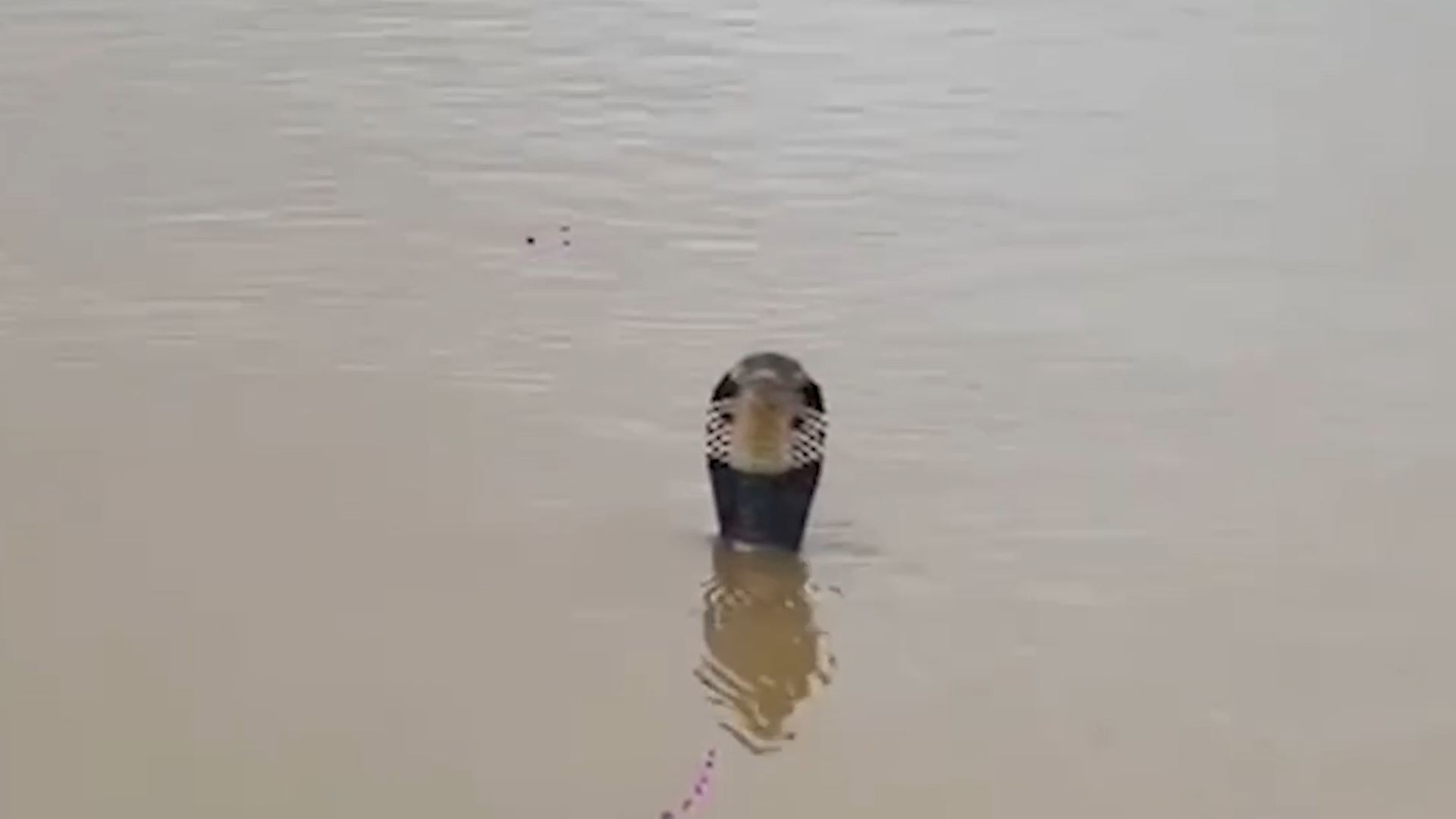 Hundreds of cobras escape China snake farm amid floods
