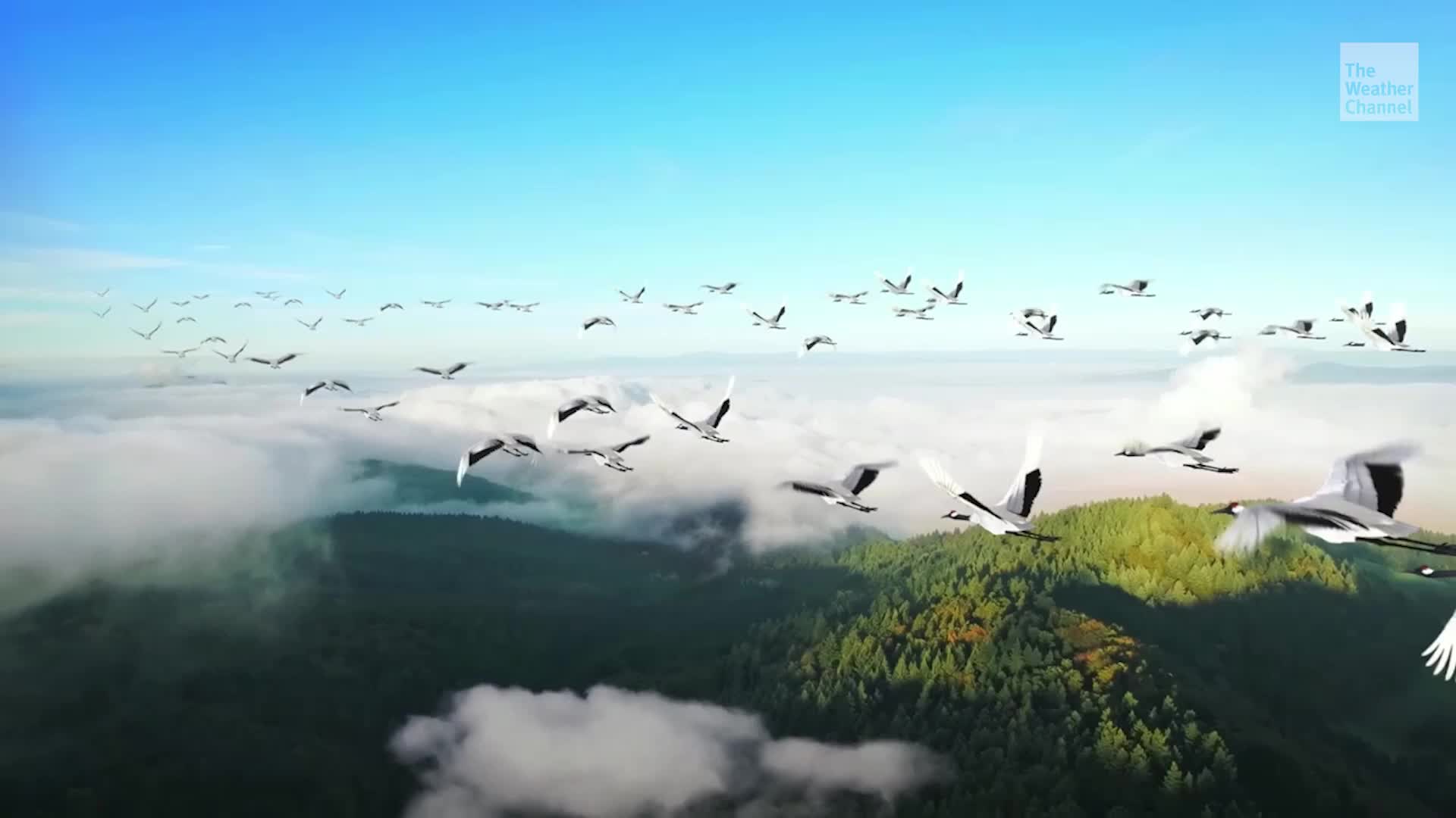 UN: Nearly Half Of Migratory Species in Decline