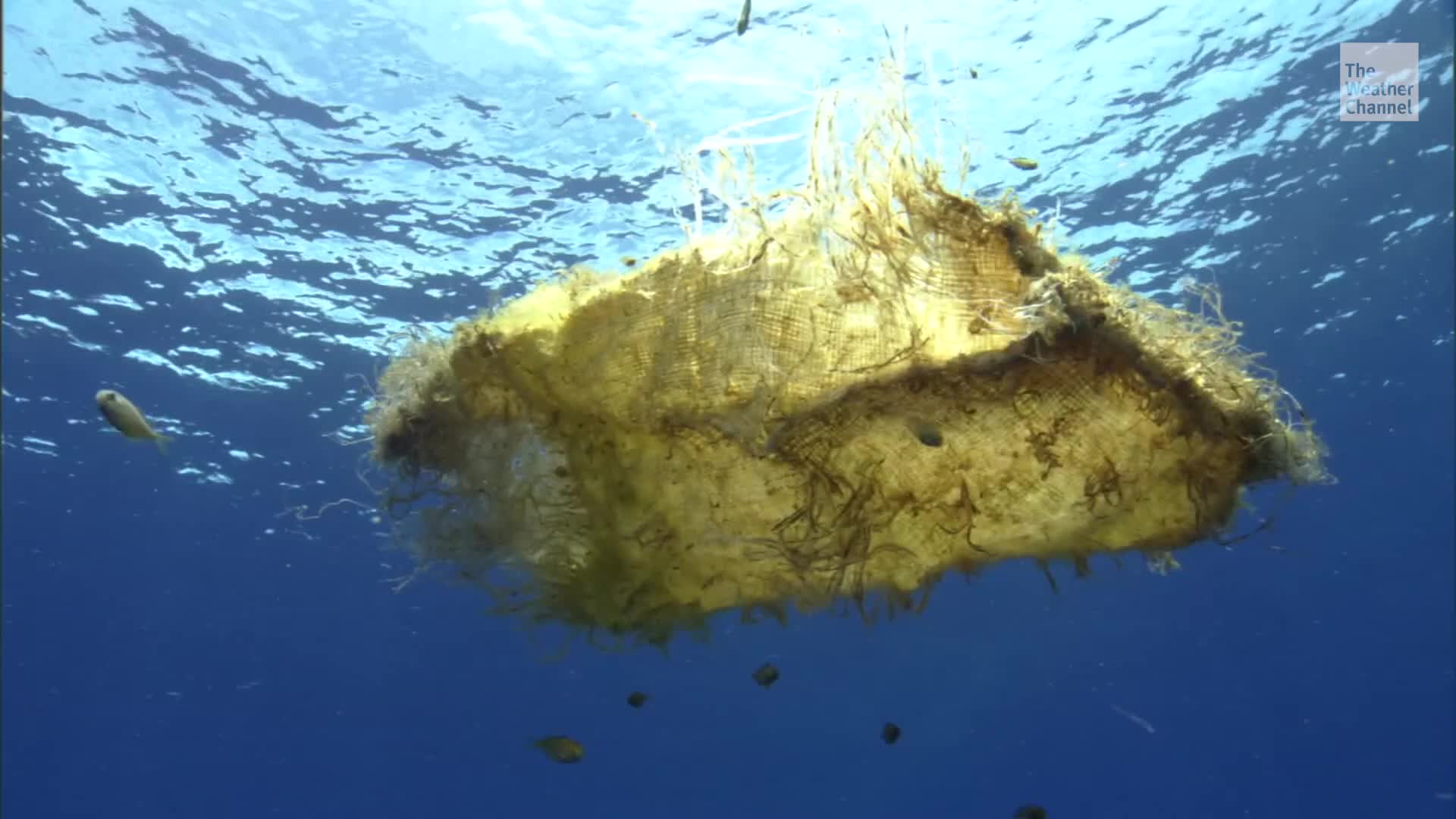 Unlikely Species Set Up Homes on Pacific Garbage Patch
