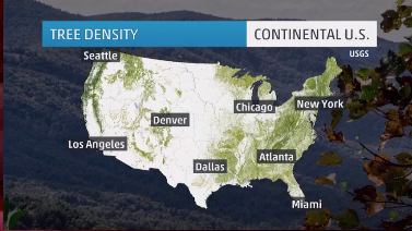 U.S. Losing 36 Million Trees a Year