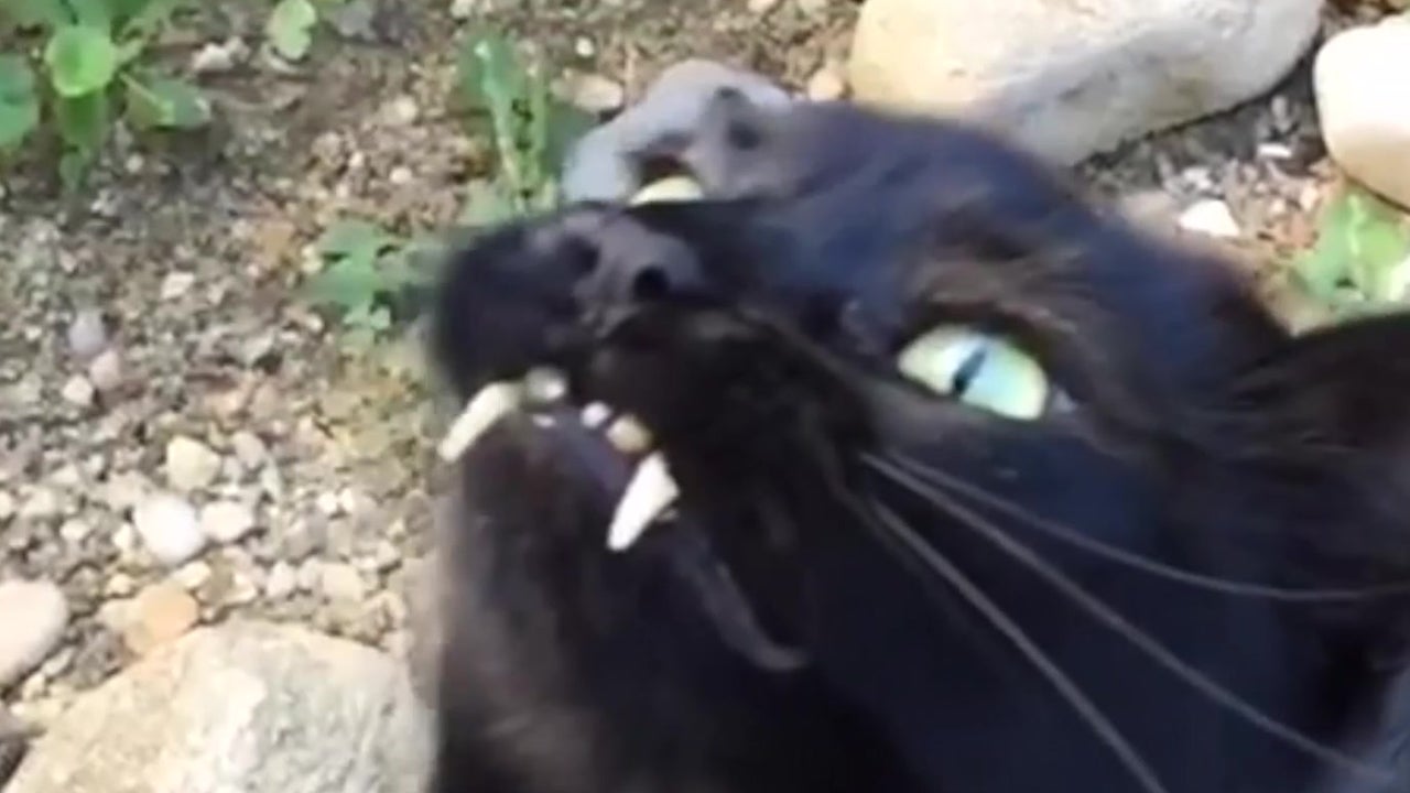 Vampire Cat is Too Cute