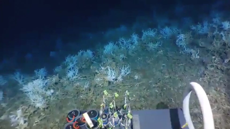 Vast Deep-Water Coral Reef Discovered off South Carolina Coast