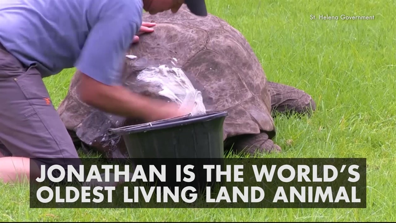 Very Old Turtle Gets First Bath