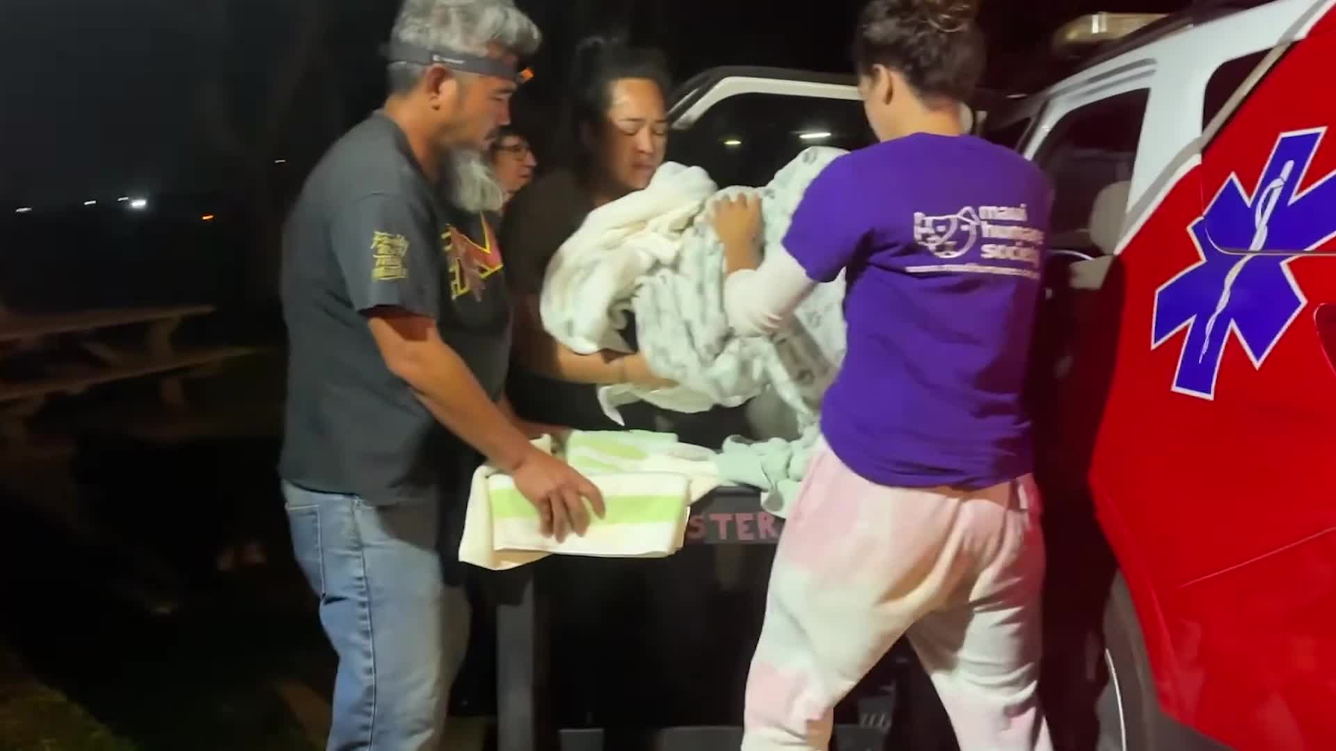 Veterinarians In Maui Working To Save Lahaina’s Pets