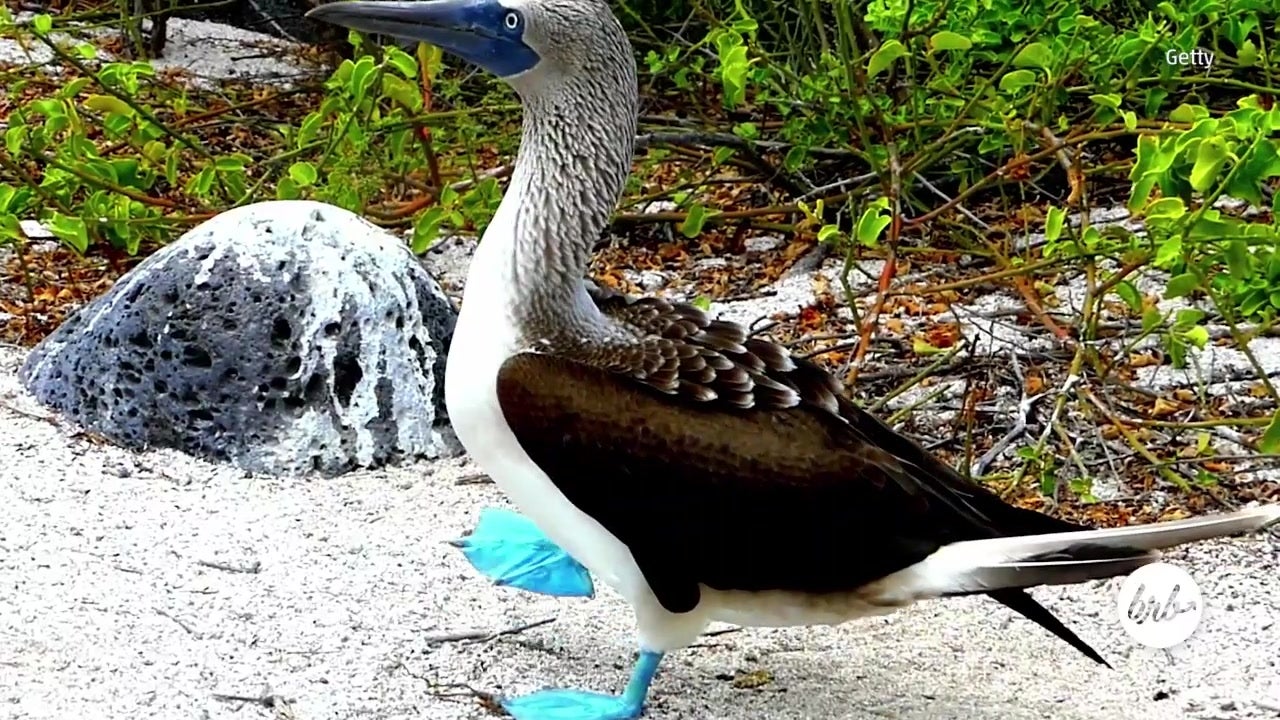 Visit Magnificent Blue Footed Boobies In Galapagos