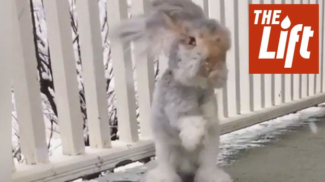Wally the Rabbit Looks Like a Dog