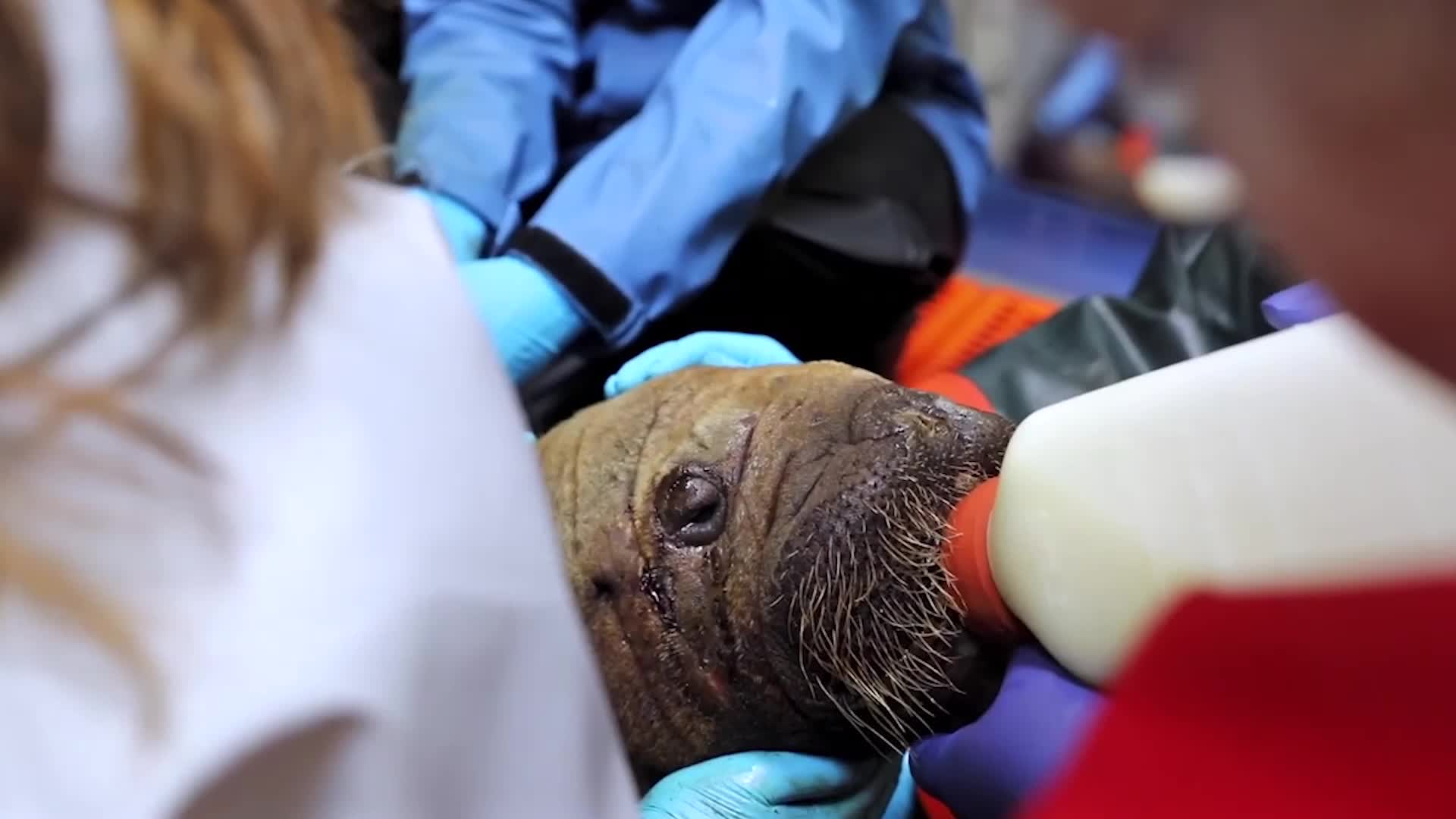 Walrus Calf Recovering After Rescue In Far-North Alaska