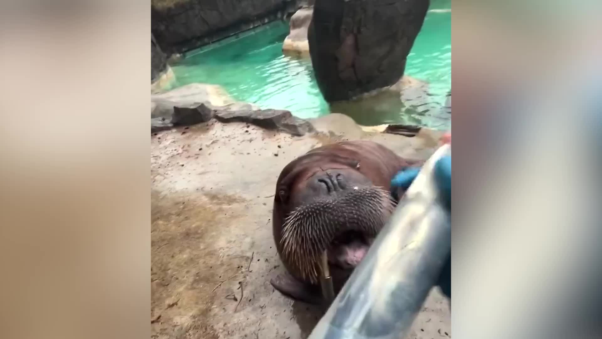 Walrus Shows Off Snacking Skills