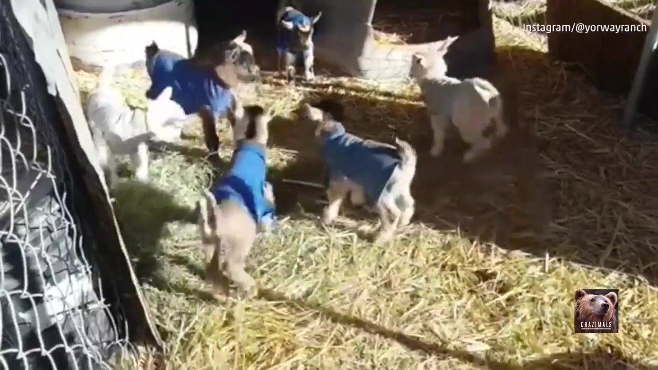 Warm Little Coats for Baby Goats