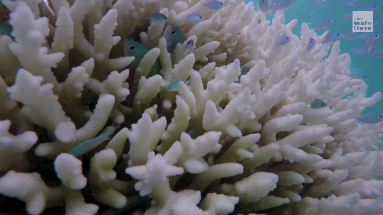 Warmer Ocean Temperatures Kill a Third of Guam’s Coral Reefs