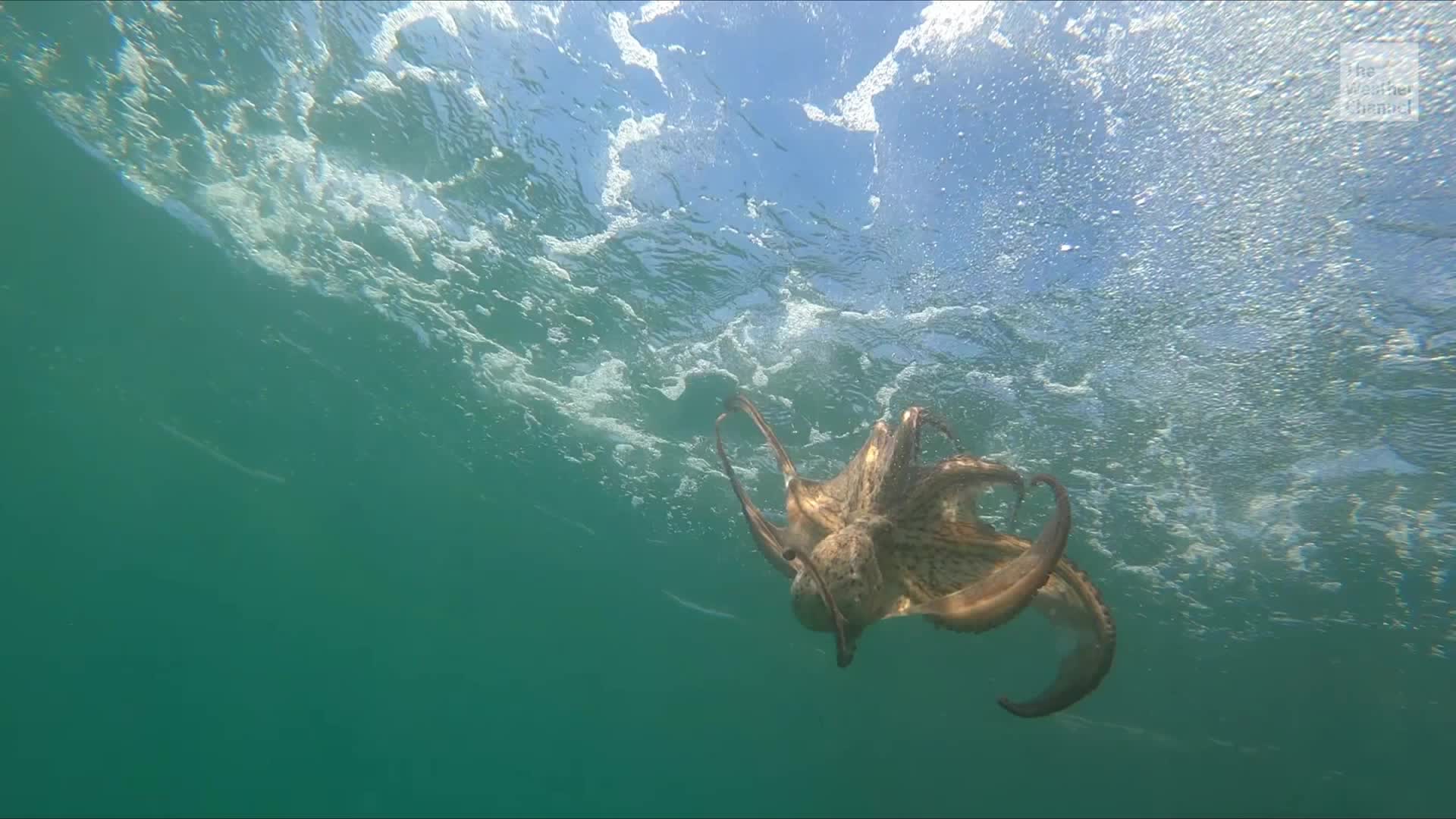 Warmer Oceans Could Make It Harder For Octopuses To See