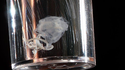 Warmer Temps Fuel Spread of Deadly Jellyfish