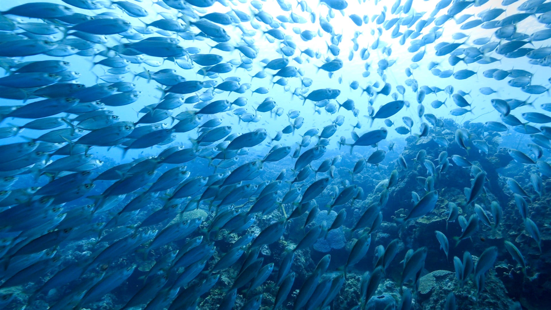 Warming Oceans Having Troubling Effect on Marine Animals