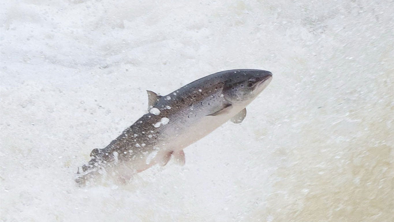 Warming Pacific Northwest Waters Threaten Salmon