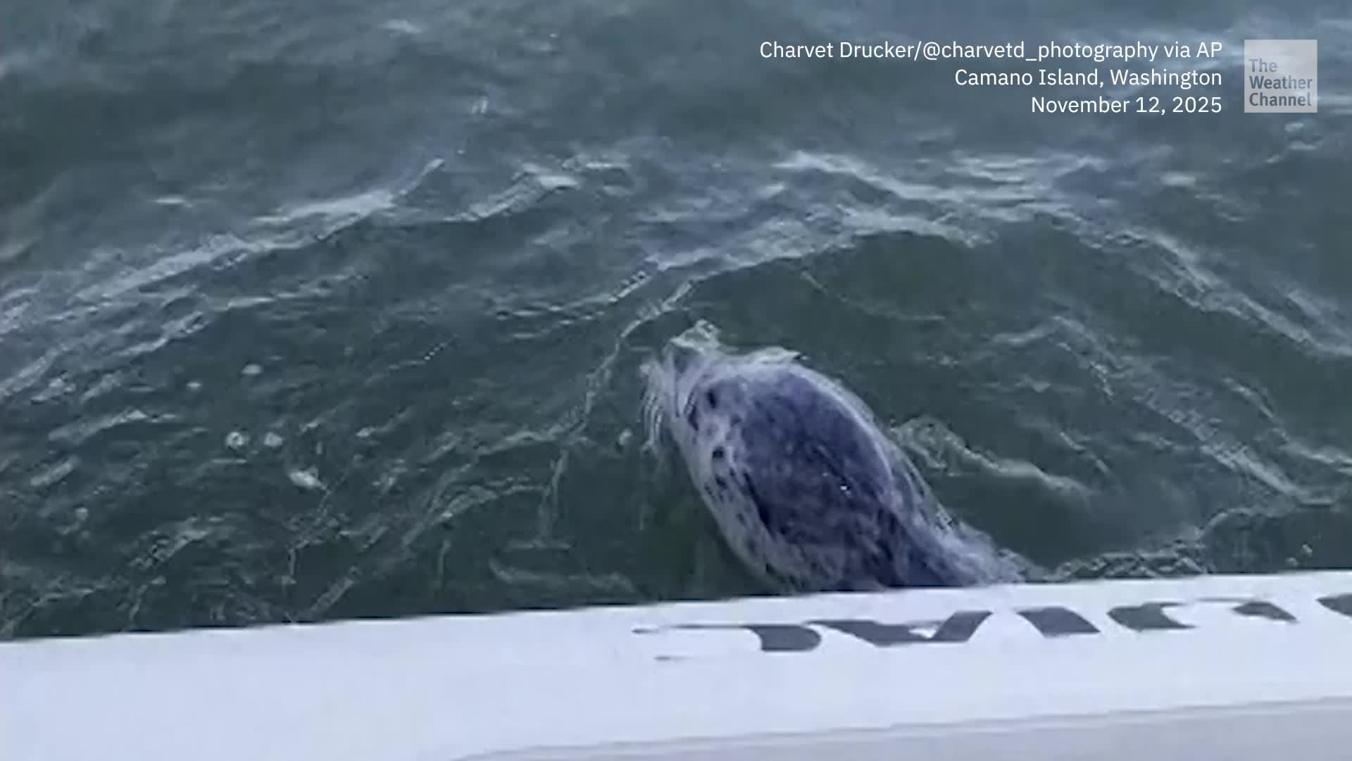 Washington Whale Watchers Help Seal Escape Orcas