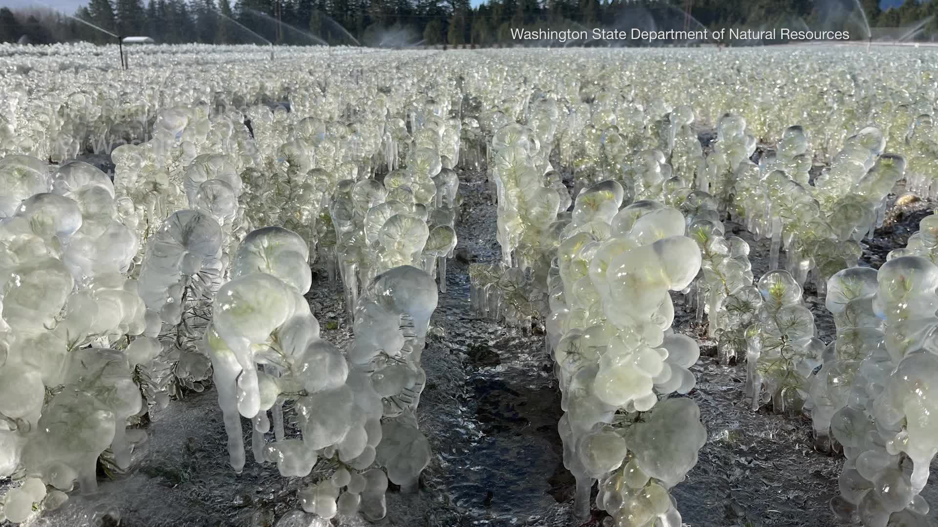 Washington's Frozen Trees Are Like A Dr. Seuss Book