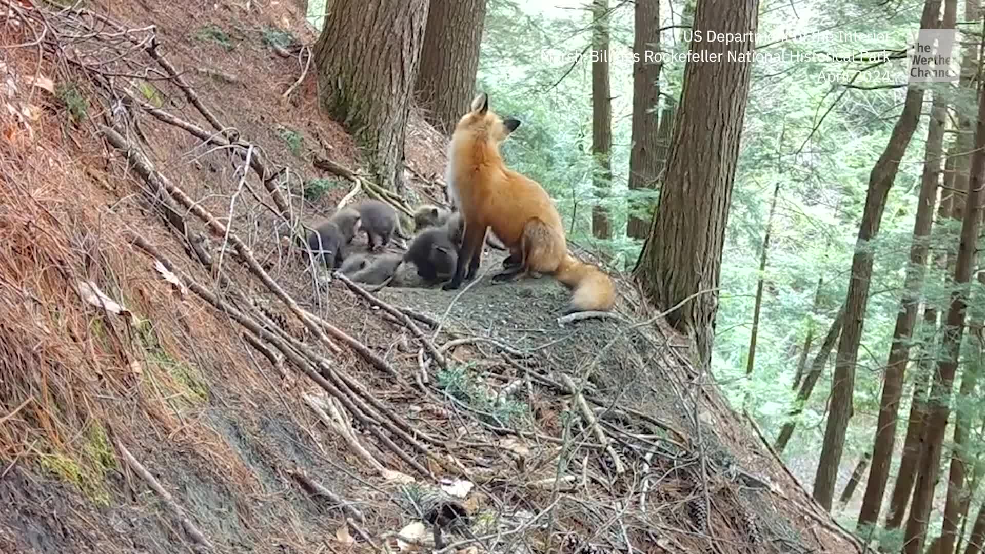 Watch: Adorable Red Fox Kits Explore The Outdoors