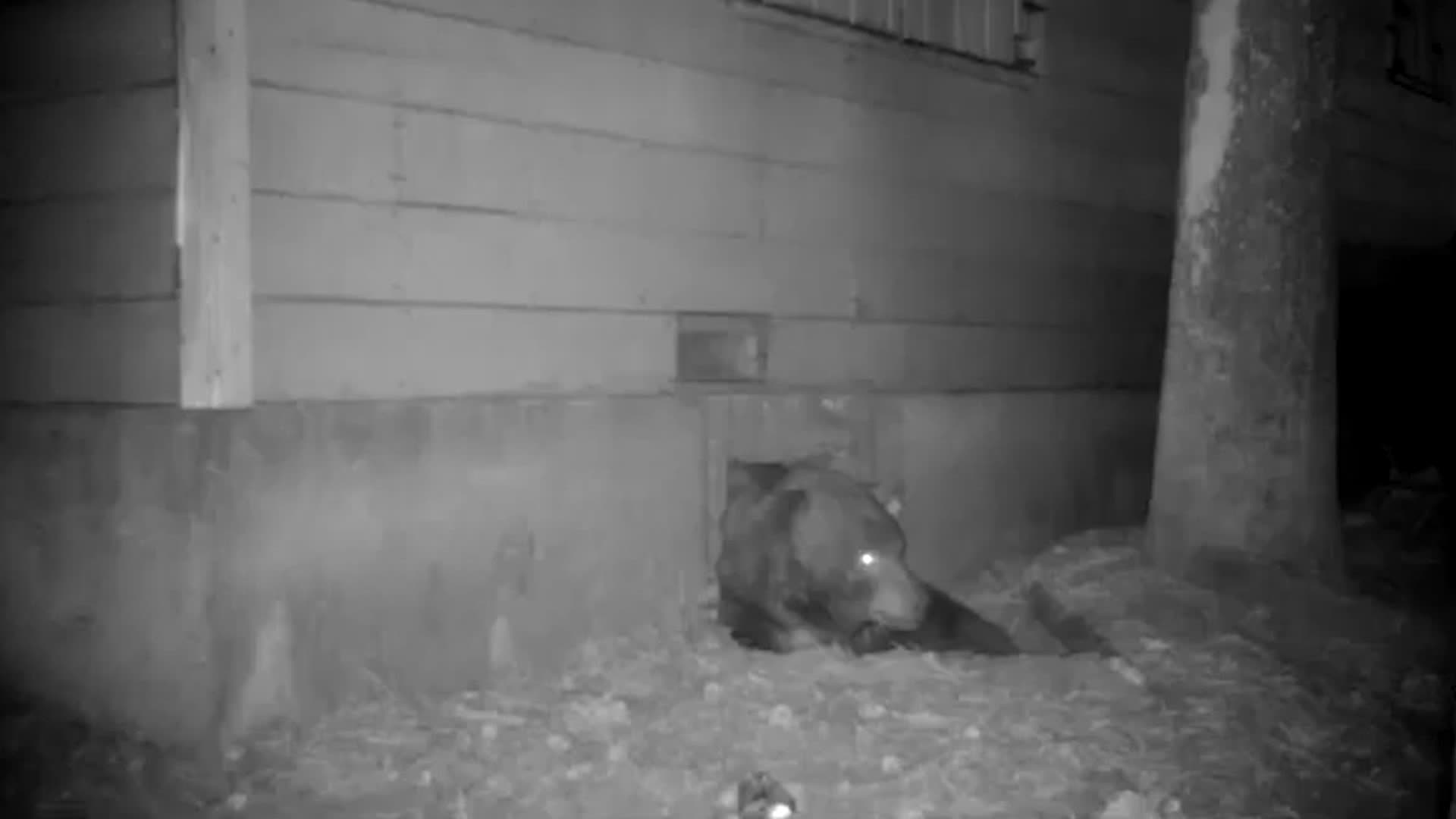Watch Big Bear&rsquo;s Tight Squeeze