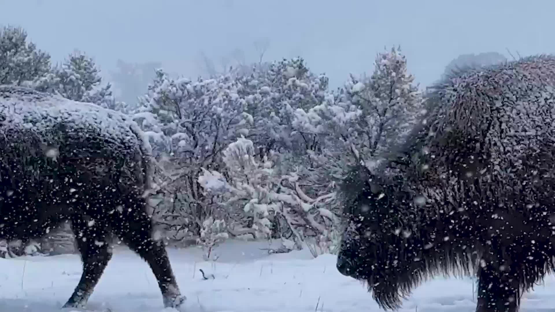 Watch: Bison Mosey And March In Yellowstone&rsquo;s Spring Snow